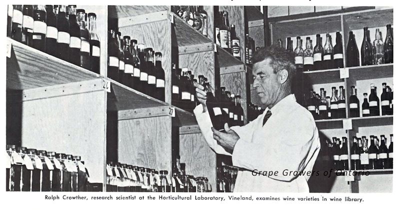 1972. Ralph Crowther kept a library of 350 Ontario wines at the Horticulture Research Station (HRIO) in Vineland. 